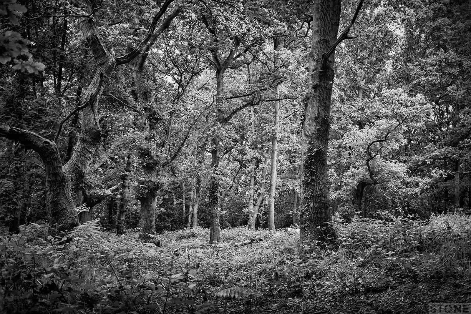 Mousehold 2726 © NS 2016 William of Norwich