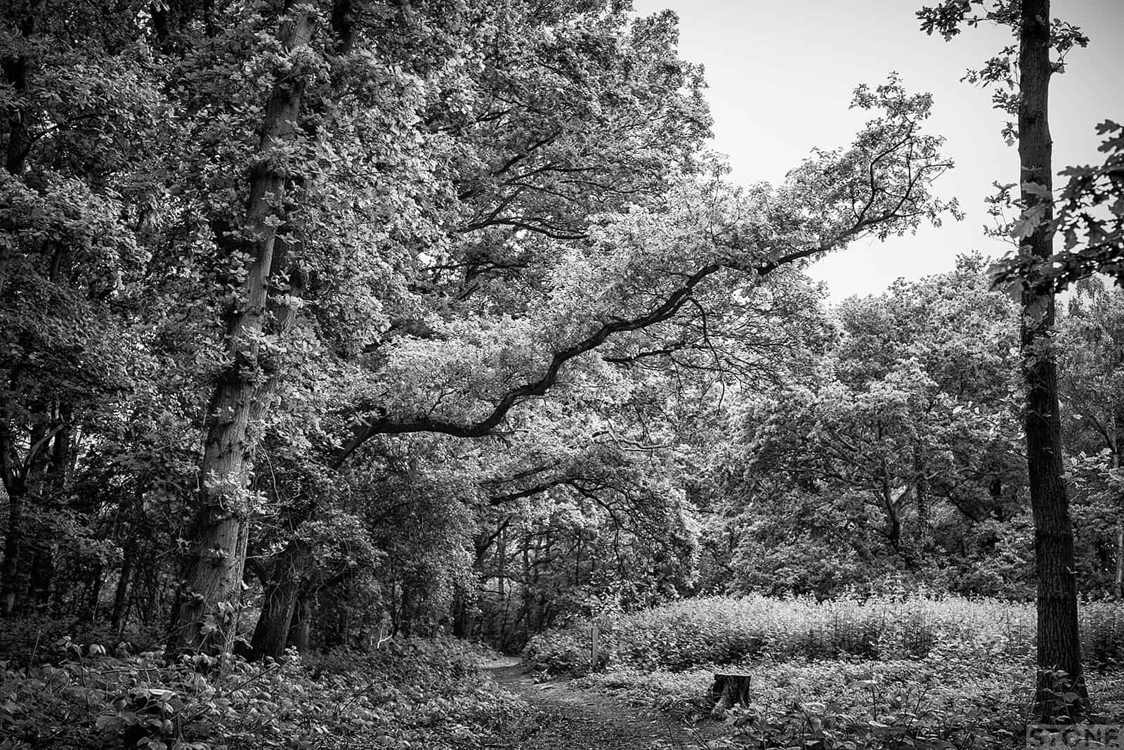Mousehold 2731© NS 2016 - William of Norwich