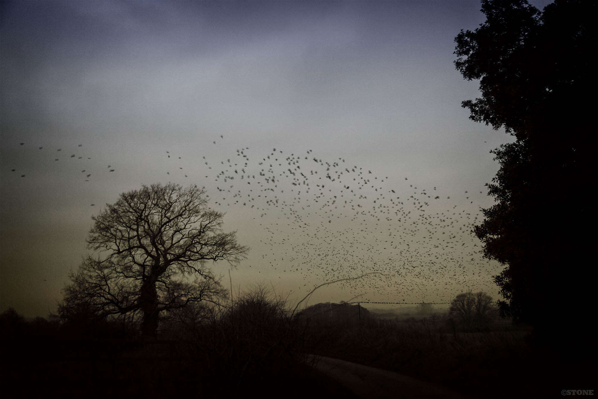 The Corvid Roost at Buckenham Carr, the birds coming in to the main roost.